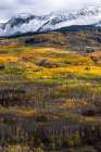 USA-Colorado. Light dappled Aspen forests-Kebler Pass-Gunnison National Forest Art Print